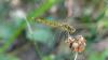 Sympetrum depressiusculum